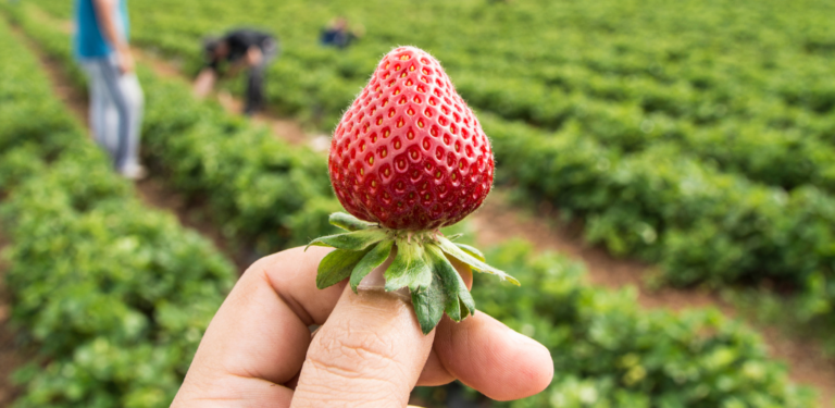 kiosque et boutiques autocueillette