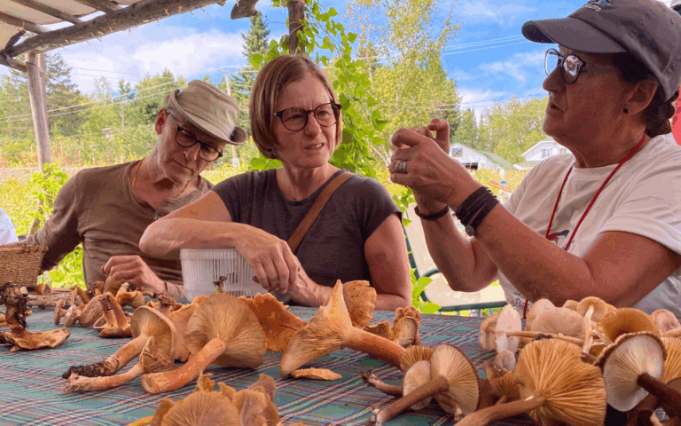 identité culinaire cueillette