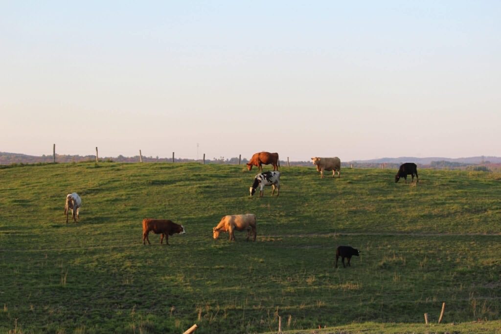 Champs - Ferme Croteau