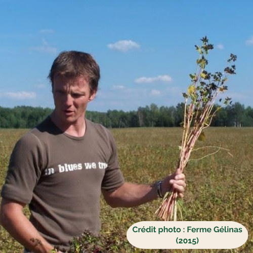 Champ de sarrasin - Ferme Gélinas en 2015