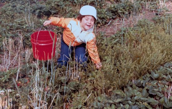 Fraises - Ferme Laviolette (archives)